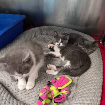 Prince -  American Shorthair Cat for Adoption in Oak Ridge, Tennessee - Prince | PetCurious