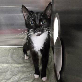 Scout -  Domestic Short Hair Cat for Adoption in Spokane, Washington - Scout | PetCurious