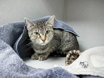 Domestic Short Hair Cats Available for Adoption - SILVER | PetCurious