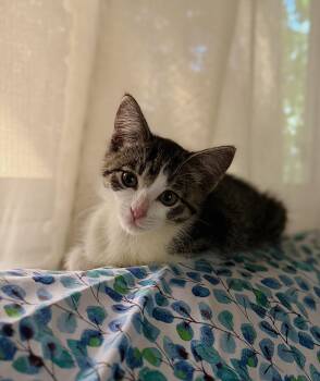 Kit1 Willow -  Domestic Short Hair Cat for Adoption in Diamond Springs, California - Kit1 Willow | PetCurious