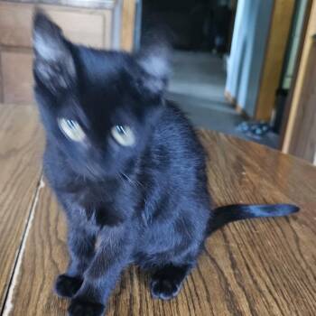 Blaze -  Domestic Short Hair Cat for Adoption in Rochester, Minnesota - Blaze | PetCurious