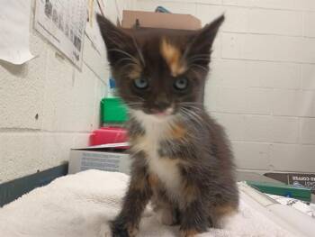 Domestic Short Hair Cats Available for Adoption in Chula Vista, California - MEWMEW | PetCurious