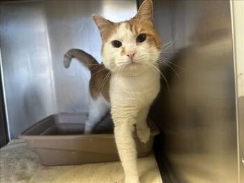 Domestic Short Hair Cats Available for Adoption in Santa Fe, New Mexico - MISTER | PetCurious