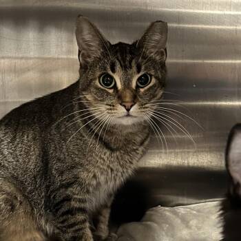 Domestic Short Hair Cats Available for Adoption in Abbotsford, British Columbia - Shock | PetCurious