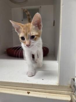 SAWYER -  Domestic Short Hair Cat for Adoption in Palmetto, Florida - SAWYER | PetCurious