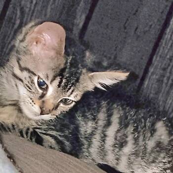 Bunny -  Tabby Cat for Adoption in Grand Rapids, Michigan - Bunny | PetCurious