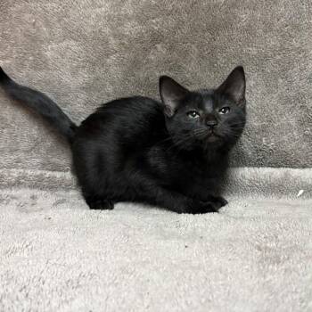 Grizabella -  Domestic Short Hair Cat for Adoption in Waterloo, Iowa - Grizabella | PetCurious