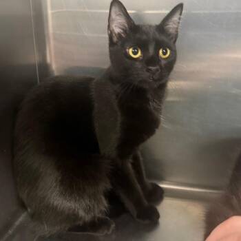 Domestic Short Hair Cats Available for Adoption in Spokane, Washington - Zelda | PetCurious