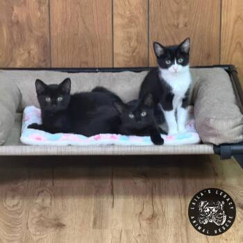 Harley -  Domestic Short Hair Cat for Adoption in Washington, District Of Columbia - Harley | PetCurious