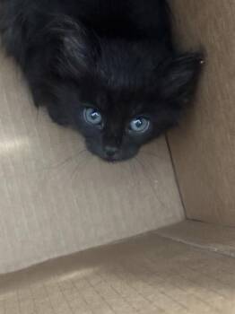 Rescue Domestic Short Hair Cats for Adoption in Dallas, Texas - SAGE | PetCurious