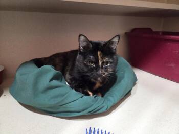 Tortoiseshell Cats Available for Adoption - Pixel | PetCurious