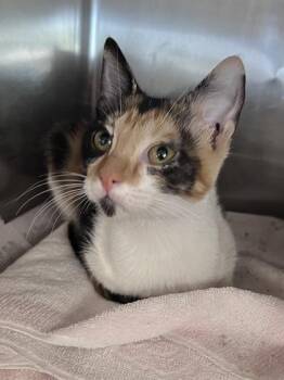 Minnie -  Domestic Short Hair Cat for Adoption in Houston, Texas - Minnie | PetCurious