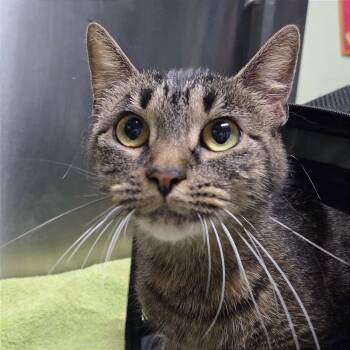 Sammy -  Domestic Short Hair Cat for Adoption in Providence, Rhode Island - Sammy | PetCurious