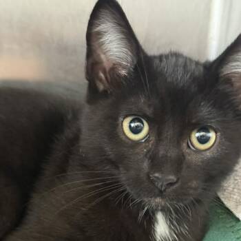 Kourtney -  Domestic Medium Hair Cat for Adoption in Fort Bragg, California - Kourtney | PetCurious