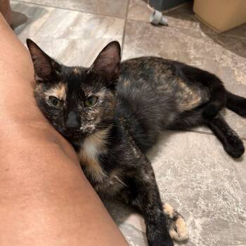 Tortellini -  Domestic Short Hair Cat for Adoption in Houston, Texas - Tortellini | PetCurious