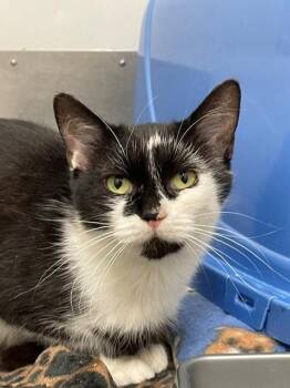 Princess -  Domestic Short Hair Cat for Adoption in Hayward, Wisconsin - Princess | PetCurious