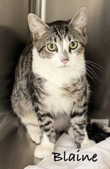 Brutus -  Domestic Short Hair Cat for Adoption in Pawleys Island, South Carolina - Brutus | PetCurious