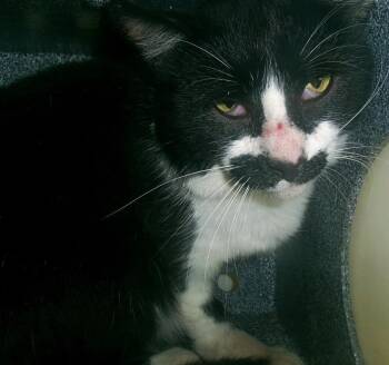 Groucho (Working Cat) -  Domestic Short Hair Cat for Adoption in Plover, Wisconsin - Groucho (Working Cat) | PetCurious