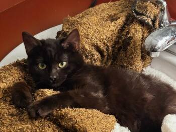 Domestic Medium Hair Cats Available for Adoption in Youngsville, North Carolina - Carmy26 | PetCurious