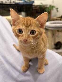 Butch Catsidy CS 1 -  Tabby and Domestic Short Hair Cat for Adoption in Dallas, Texas - Butch Catsidy CS 1 | PetCurious