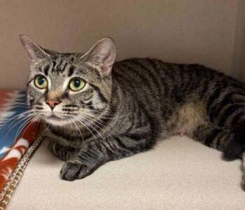 Domestic Short Hair Cats Available for Adoption in Bowling Green, Kentucky - Naomi | PetCurious