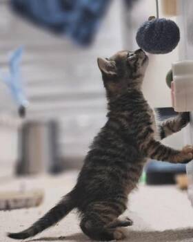 Bindi -  Domestic Short Hair Cat for Adoption in Liverpool, Texas - Bindi | PetCurious