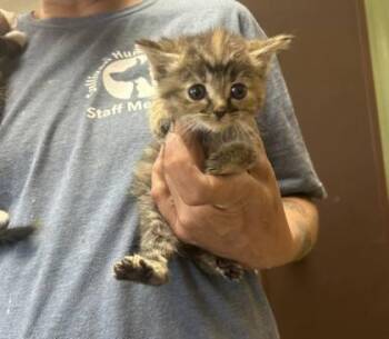 Bradford 6 -  Domestic Short Hair Cat for Adoption in Sullivan, Indiana - Bradford 6 | PetCurious
