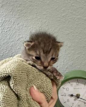 Tabby and Domestic Short Hair Cats Available for Adoption in Magnolia Springs, Alabama - Bennett | PetCurious