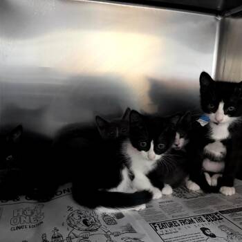 Domestic Short Hair Cats Available for Adoption - Margarita | PetCurious