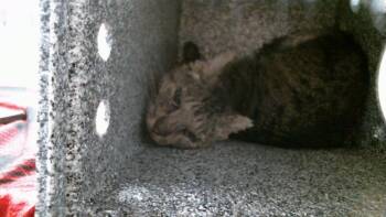 KENIA -  Domestic Short Hair Cat for Adoption in Houston, Texas - KENIA | PetCurious