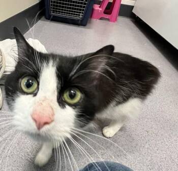 Summit -  Domestic Medium Hair Cat Available for Adoption in Stratham, New Hampshire - Summit | PetCurious