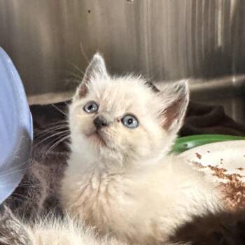 Scab -  Domestic Short Hair Cat for Adoption in Rocky Mount, Virginia - Scab | PetCurious