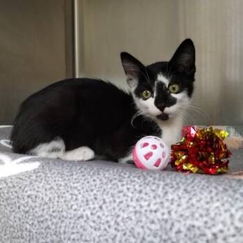 YANG -  Domestic Short Hair Cat for Adoption in Alameda, California - YANG | PetCurious