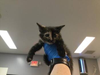 Domestic Short Hair Cats Available for Adoption in Thousand Palms, California - A1916648 | PetCurious