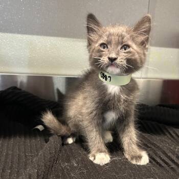 Berlioz* -  Domestic Short Hair Cat for Adoption in San Gabriel, California - Berlioz* | PetCurious
