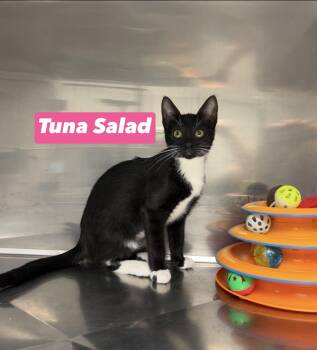 Tuna salad -  Domestic Short Hair and Bombay Cat for Adoption in Montville, New Jersey - Tuna Salad | PetCurious