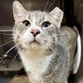 Domestic Short Hair Cats Available for Adoption - Lon | PetCurious