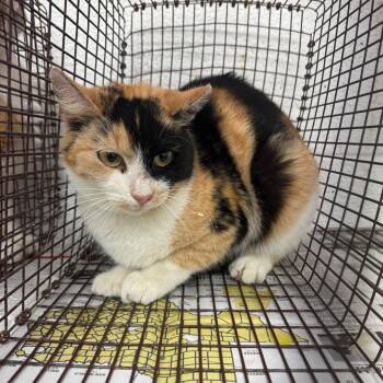 Domestic Short Hair Cats Available for Adoption - Kaylee | PetCurious