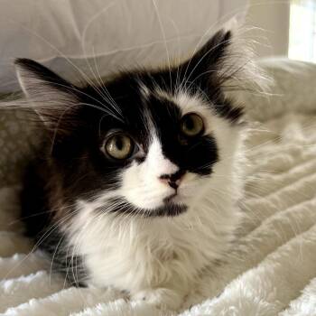 Catalpa -  Domestic Long Hair Cat for Adoption in Lexington, Kentucky - Catalpa | PetCurious