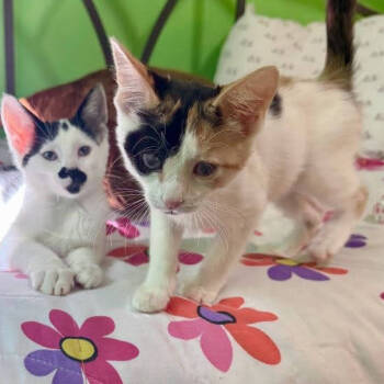 Rescue Domestic Short Hair Cats for Adoption in Leona Valley, California - Ginny Glitterpaws | PetCurious