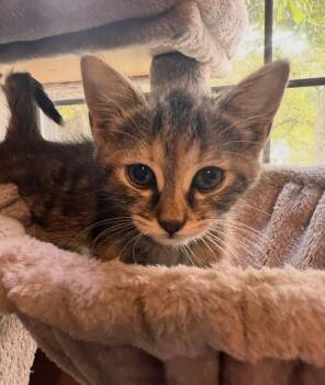 Tabby and Calico Cats Available for Adoption in Buford, Georgia - Reagan | PetCurious