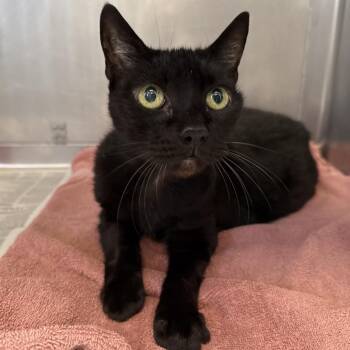 Granola -  Domestic Short Hair Cat for Adoption in Hawthorne, California - Granola | PetCurious