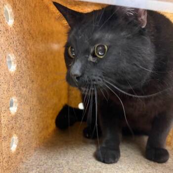 Linus -  Domestic Short Hair Cat for Adoption in Reno, Nevada - Linus | PetCurious