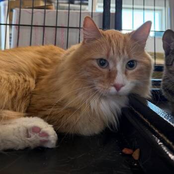 Link -  Domestic Medium Hair Cat for Adoption in Spanish Fork, Utah - Link | PetCurious
