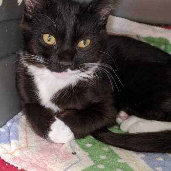 Squirrel -  Domestic Short Hair Cat for Adoption in Kanab, Utah - Squirrel | PetCurious