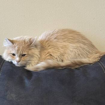 Domestic Long Hair Cats Available for Adoption - Ryu | PetCurious