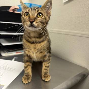 Coat Of Many Colors -  Domestic Short Hair Cat for Adoption in Columbiana, Alabama - Coat Of Many Colors | PetCurious