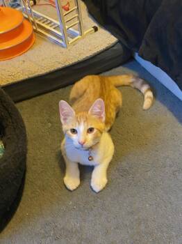 Rescue Domestic Short Hair Cats for Adoption in Mokena, Illinois - Mr Chomps | PetCurious