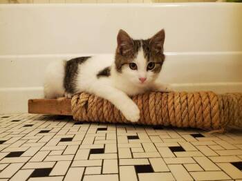 Domestic Short Hair Cats Available for Adoption in Ferndale, Michigan - Rainbow | PetCurious