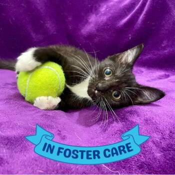 SLEEPY -  Domestic Short Hair Cat for Adoption in Tallahassee, Florida - SLEEPY | PetCurious